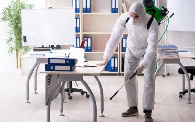 Derattizzazione Roma: che cos’è, quando farla e a chi rivolgersi